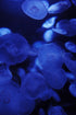 Aquatic Ballet Poster