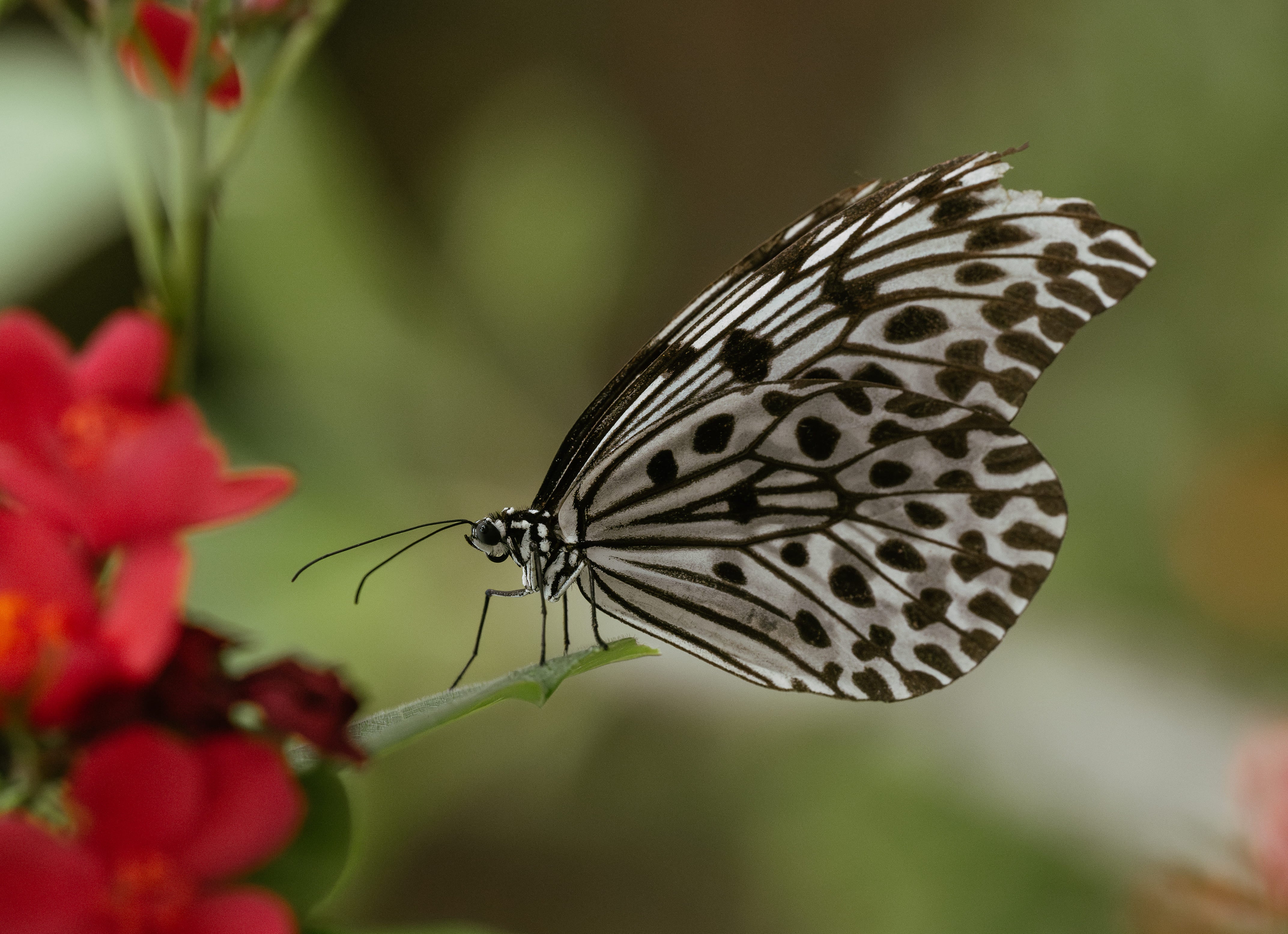 Butterfly Corner Poster