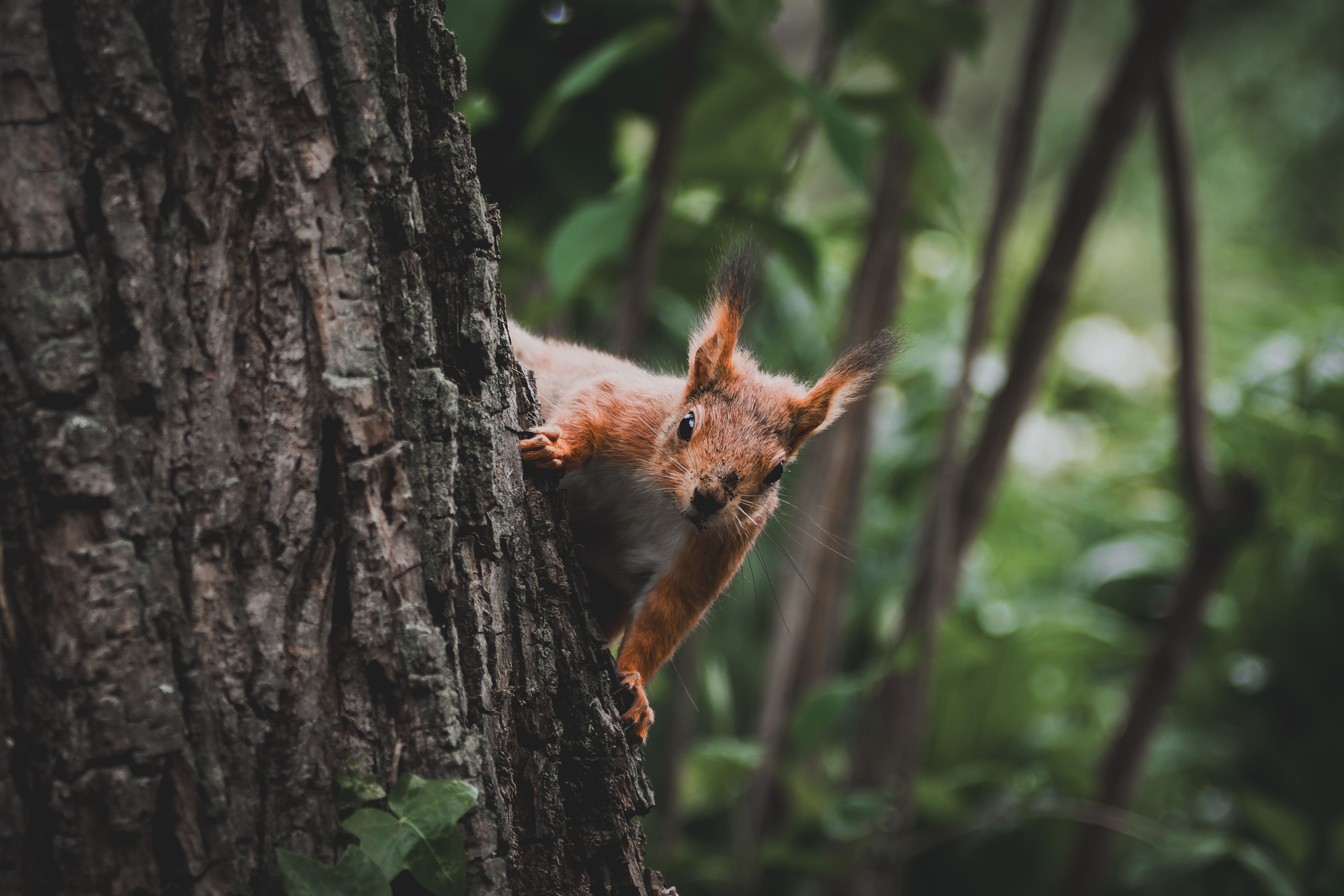 Entertaining Squirrel Poster