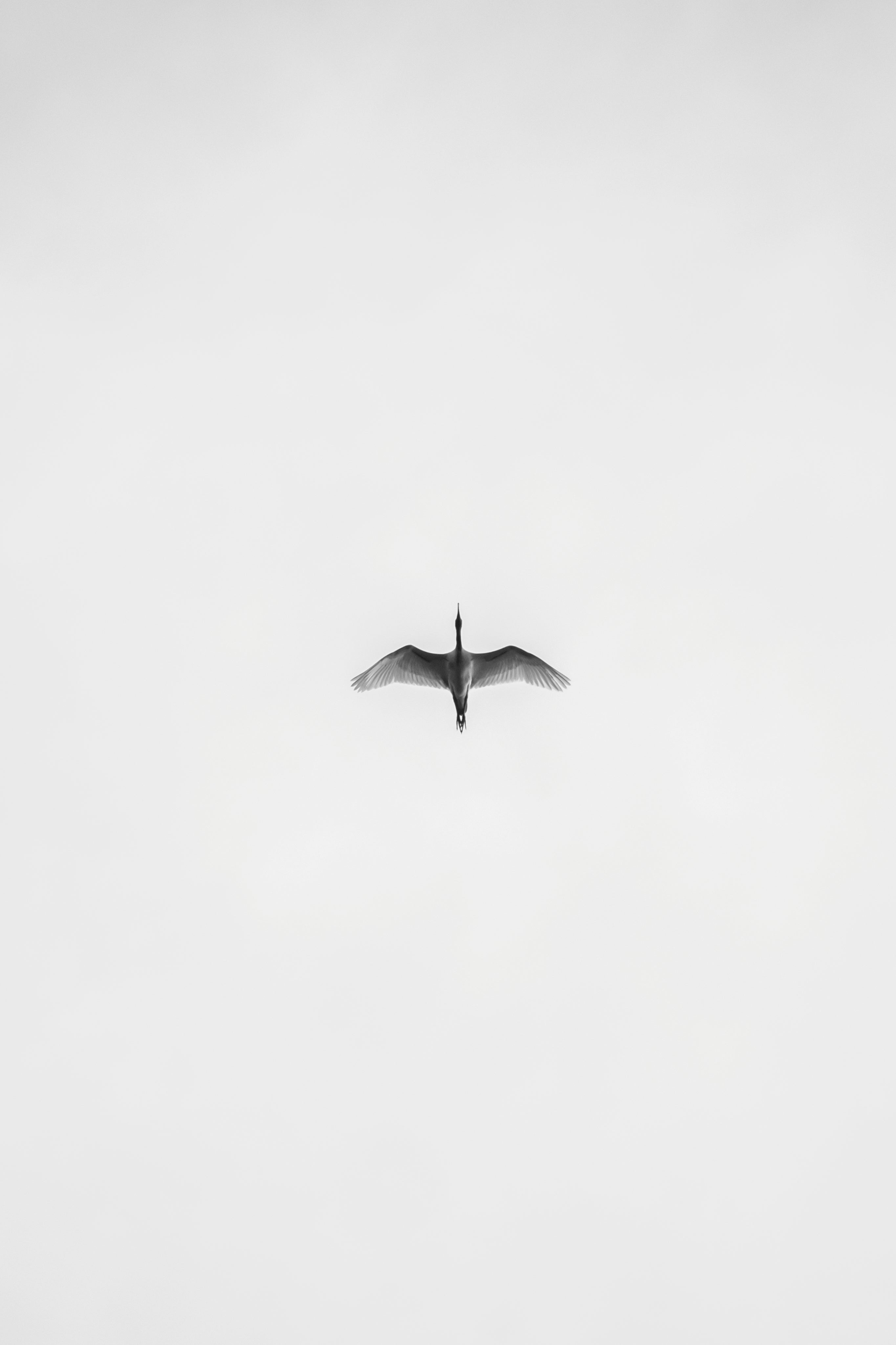 Flight Between Dreams Poster