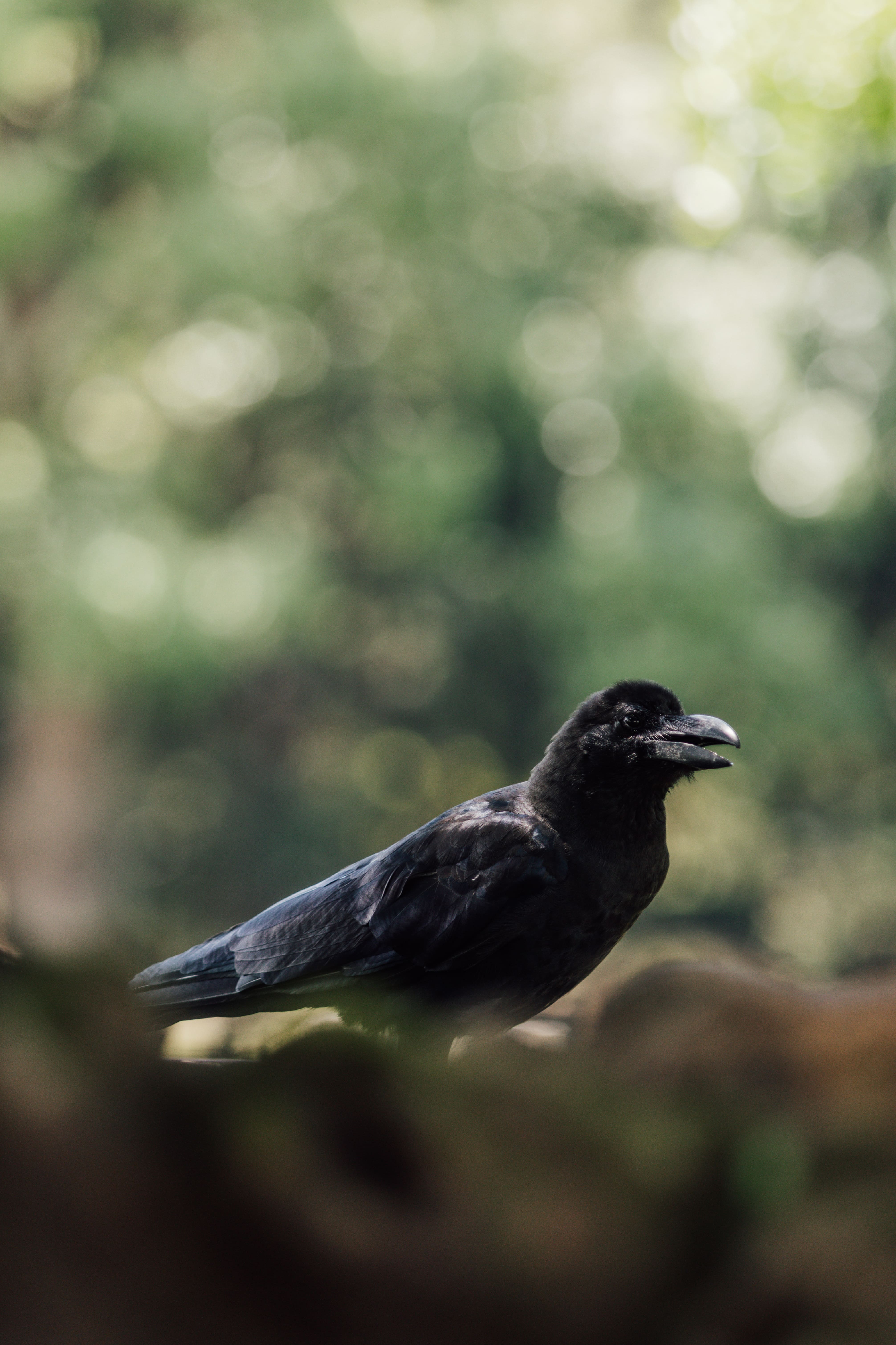 Mystical Raven Poster