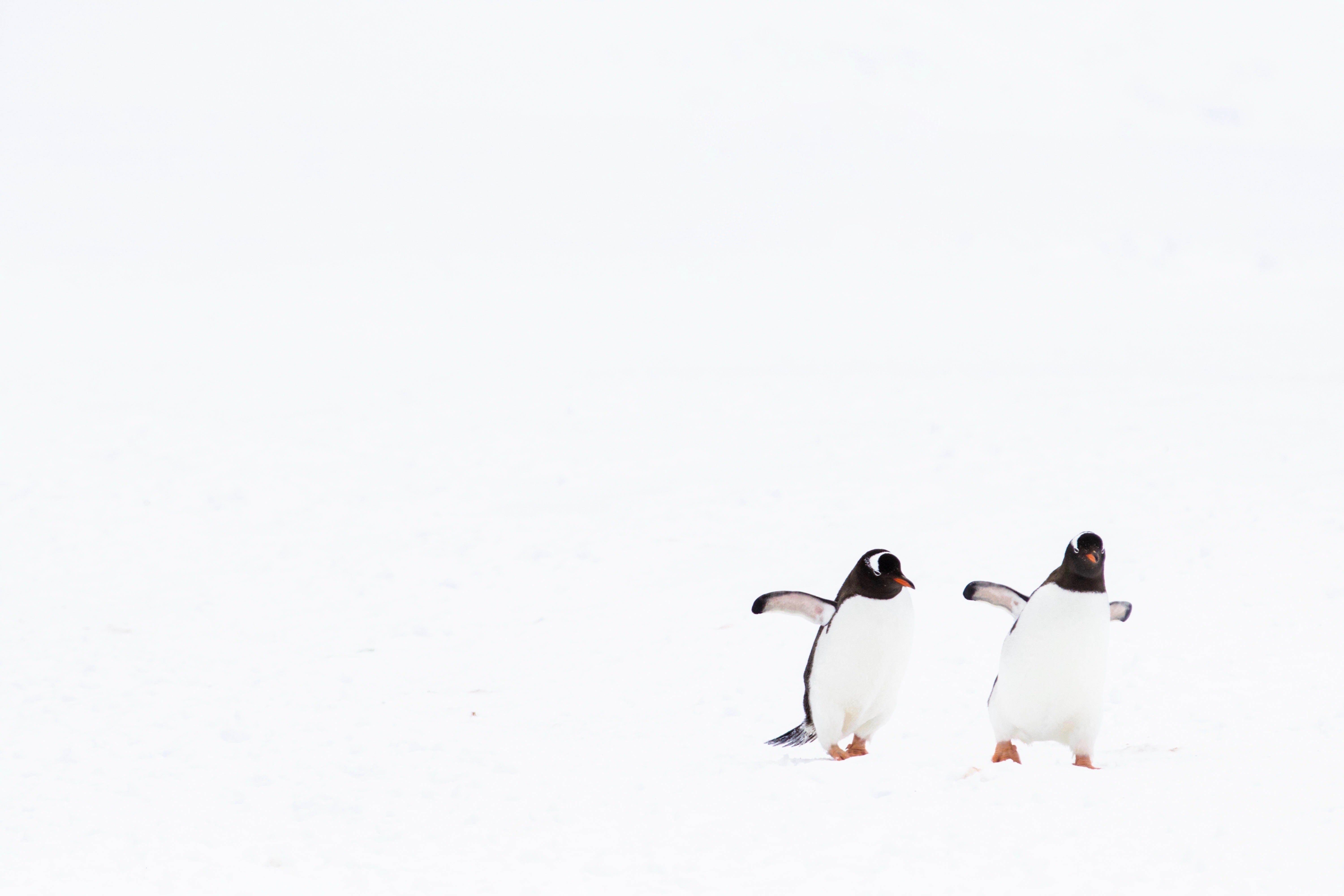 Stylish Penguins Poster