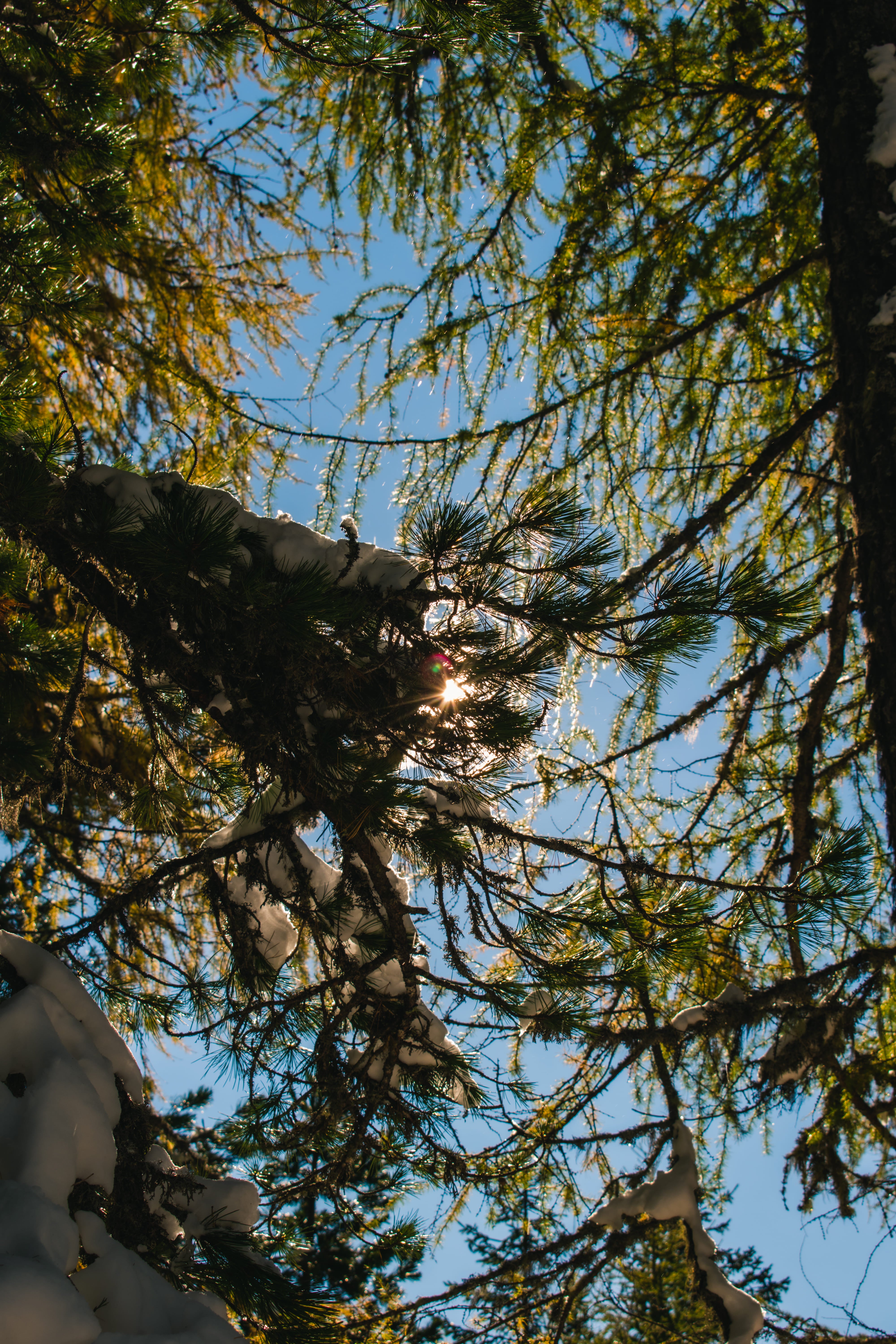 Sun Shining Through Trees Poster