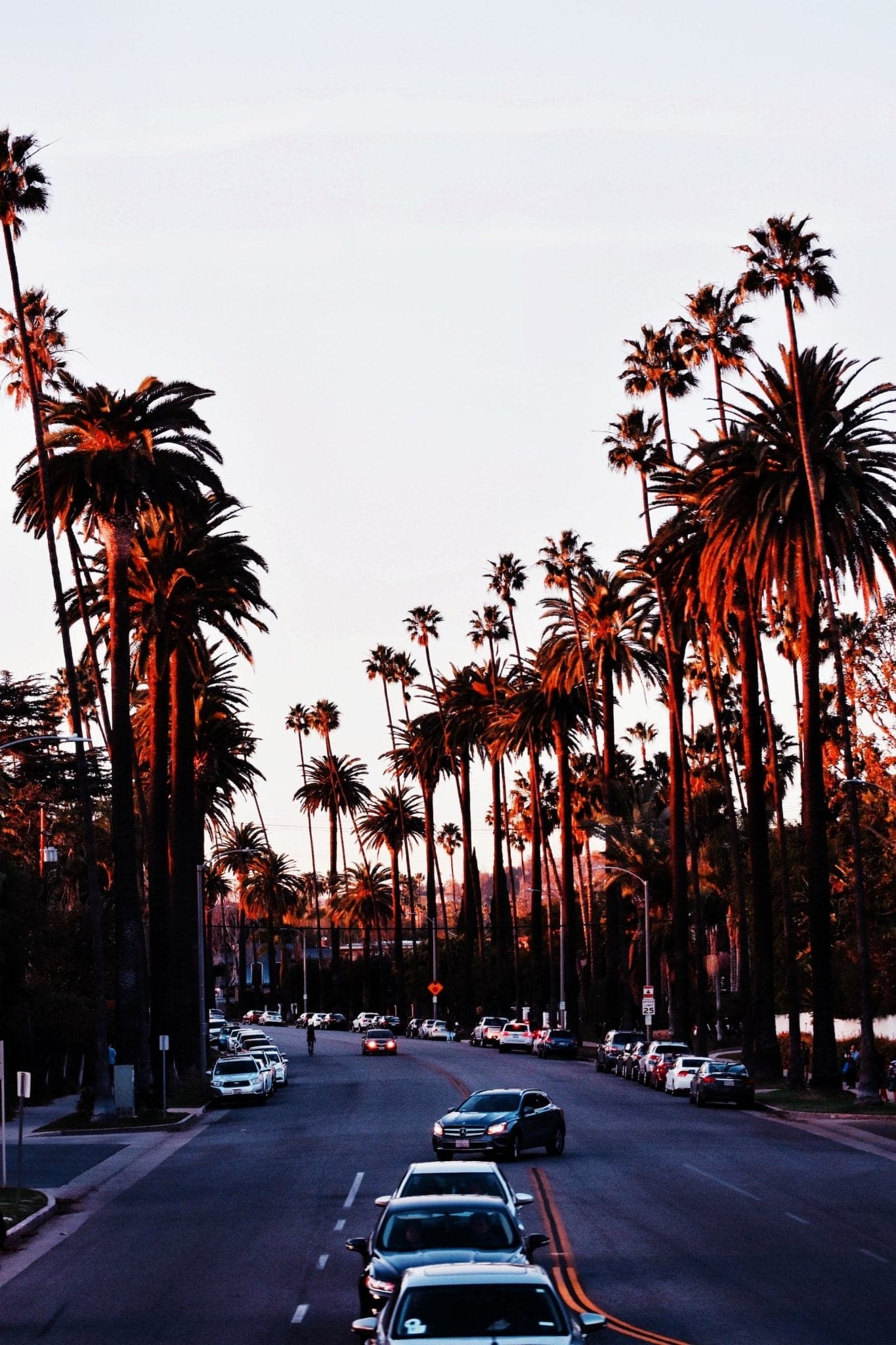 Beverly Hills 'Palm Trees' Poster - Posters Plug
